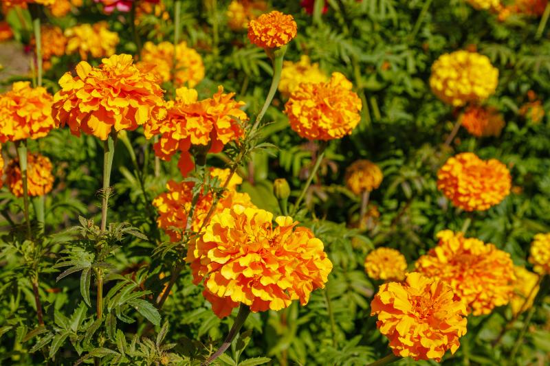 移転祝いのフラワーアレンジメントにおすすめな10月の花