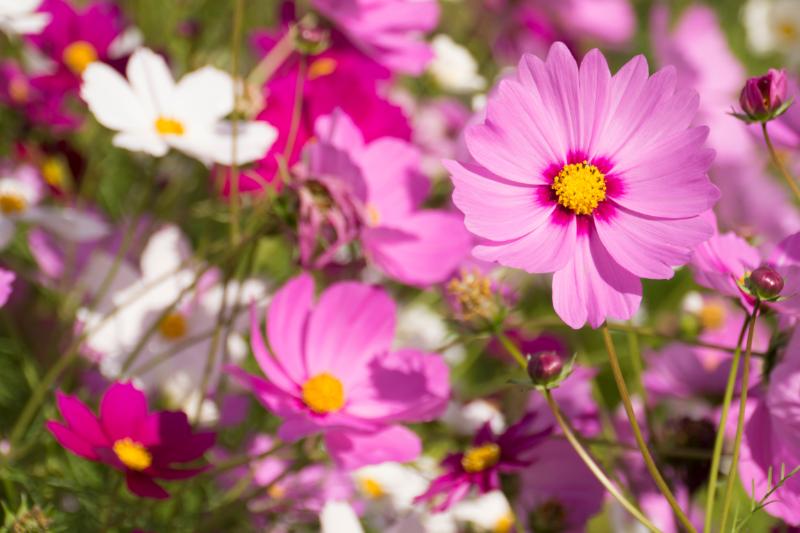 誕生花として贈りたいコスモスの花言葉