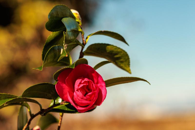 10月が旬の花の種類一覧