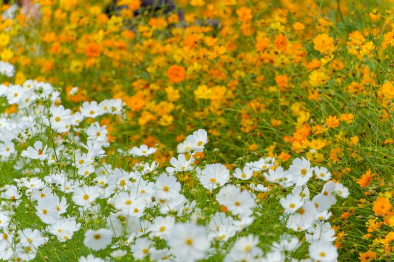 秋 花 種類 イメージ