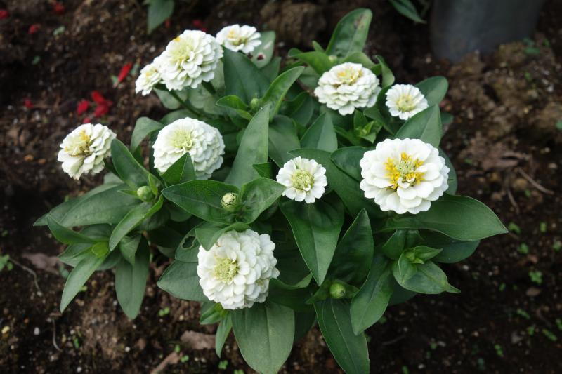 秋の庭植えに向いている花の種類