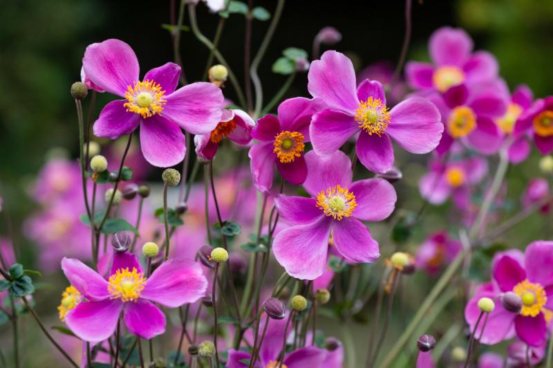 誕生花 10月 イメージ