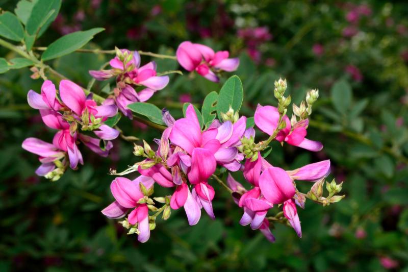 【日付別】10月の誕生花