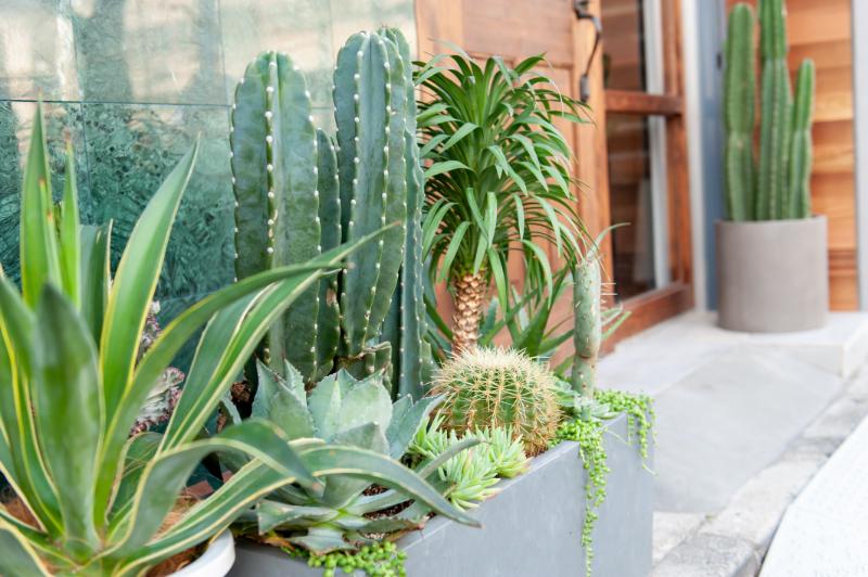 サボテンの置き場所で変わる風水効果
