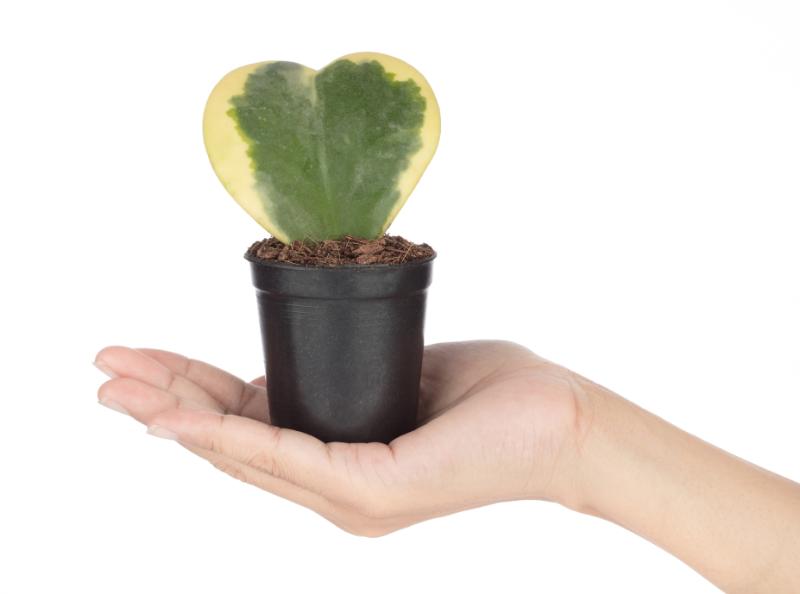 観葉植物 恋愛運 イメージ