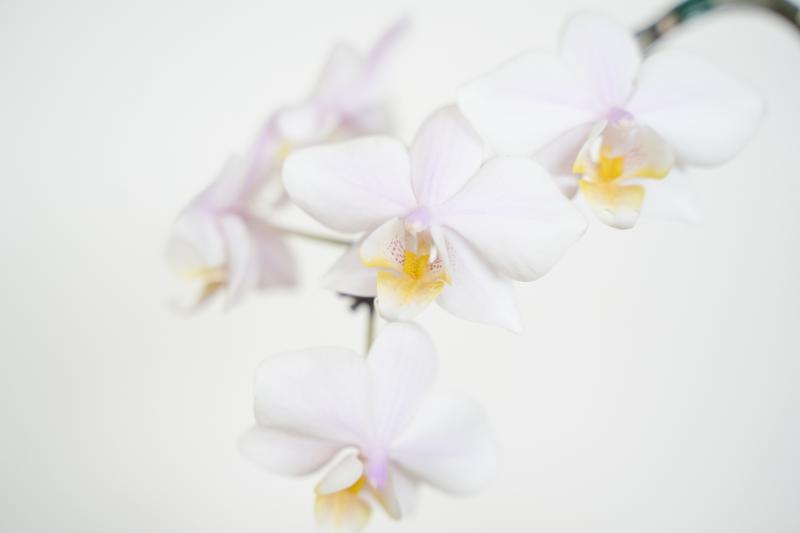 四十九日 胡蝶蘭 イメージ