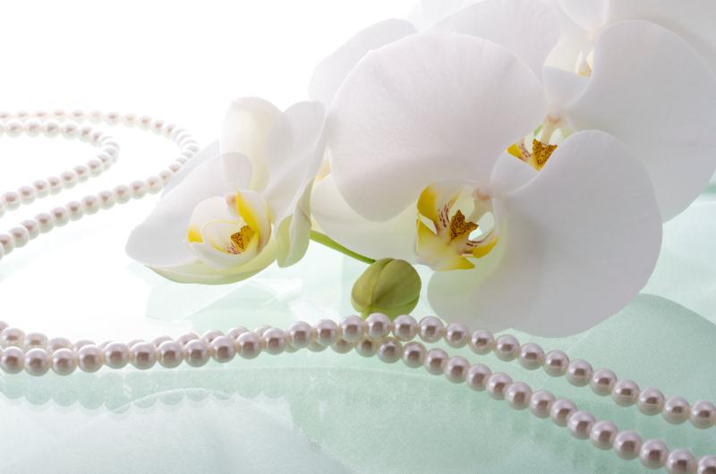 四十九日にふさわしい胡蝶蘭の色と種類