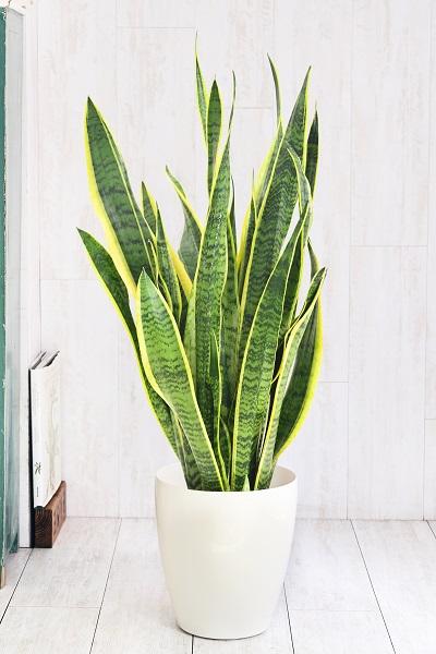 風水で健康運を高めるおすすめな観葉植物5選！効果が上がる置き場所も