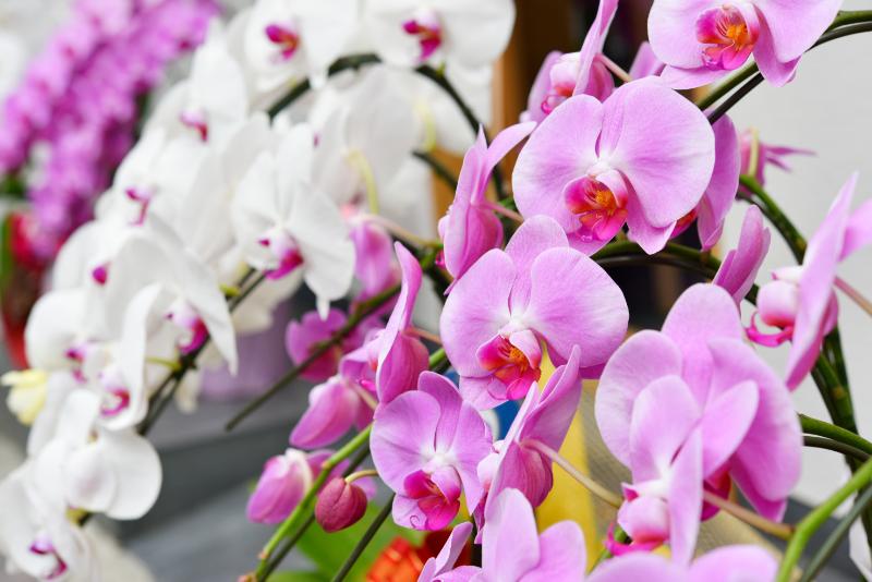 新築祝い イメージ