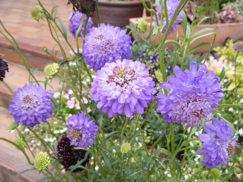 スカビオサには仲間がたくさん!園芸品種と種類一覧