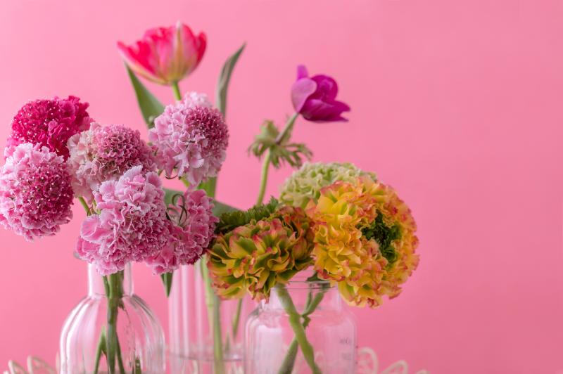 スカビオサ 種類 イメージ