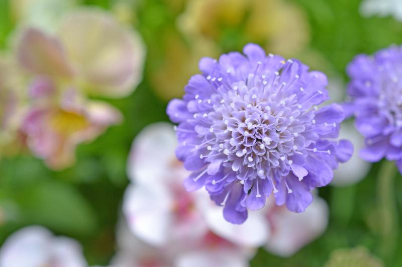 スカビオサの栽培方法