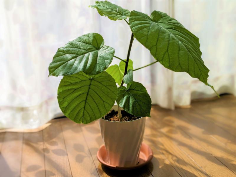 ウンベラータ イメージ