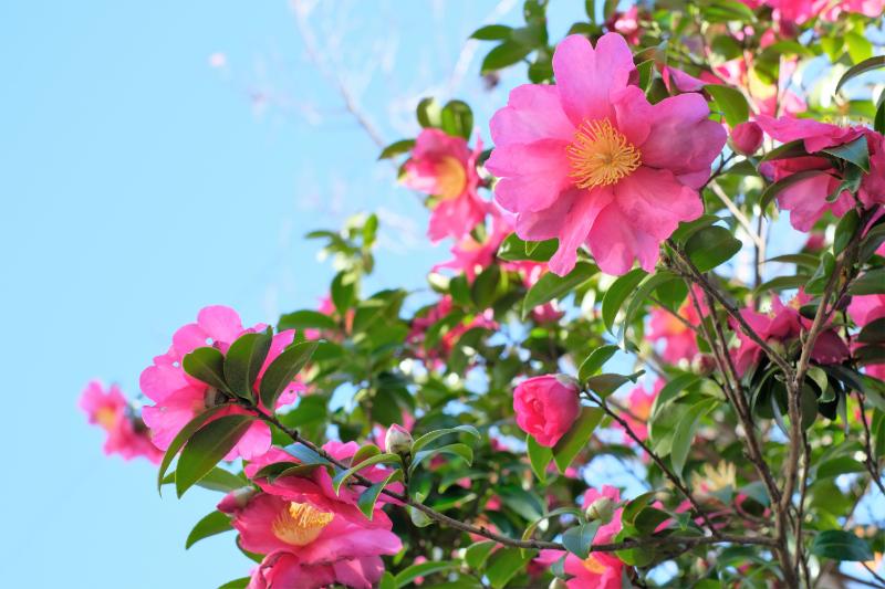 11月の旬の花 イメージ