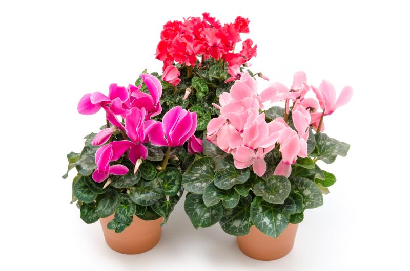 シクラメンの色別の花言葉