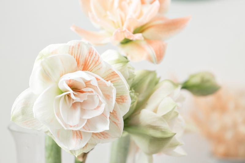 アマリリスの色別の花言葉