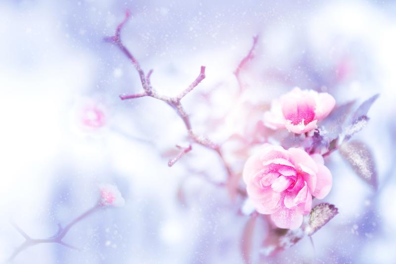 冬 花 イメージ