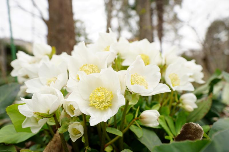 冬の贈り物におすすめの花と花言葉