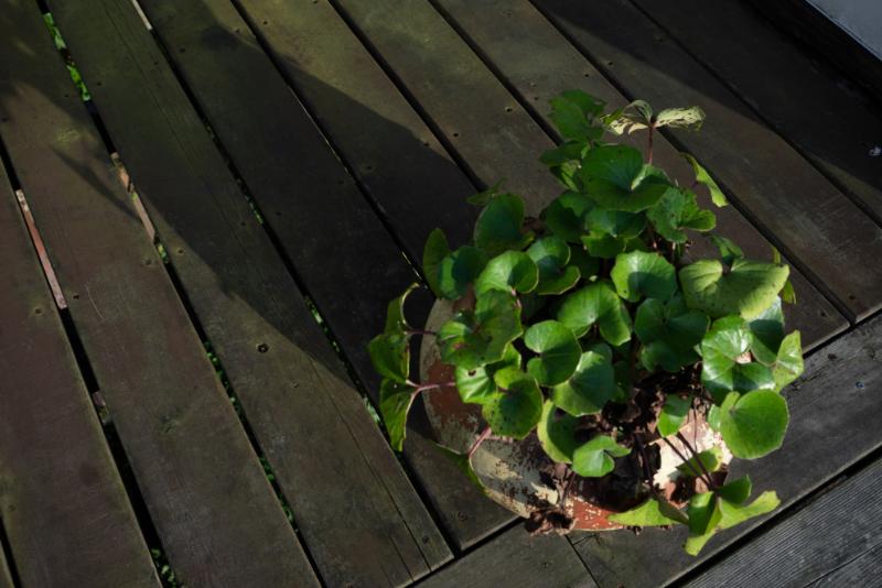初心者が避けたいNGな飾り方