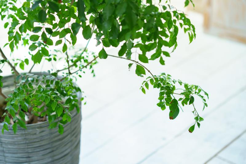 観葉植物をおしゃれに見せるレイアウト術