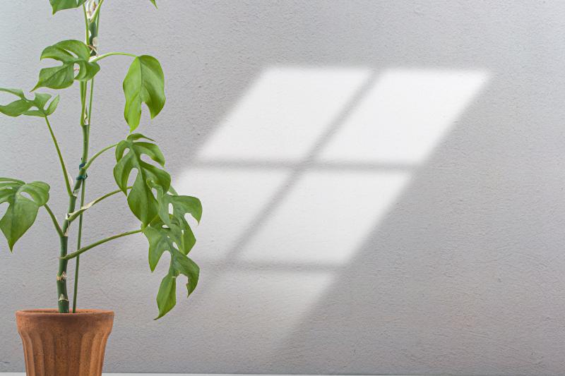 モンステラ ギフト イメージ