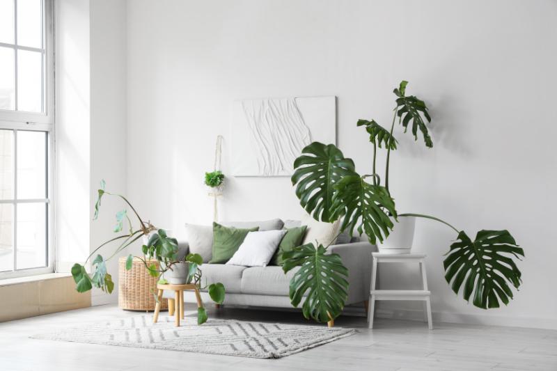 モンステラをギフトとして贈るおすすめのシーン