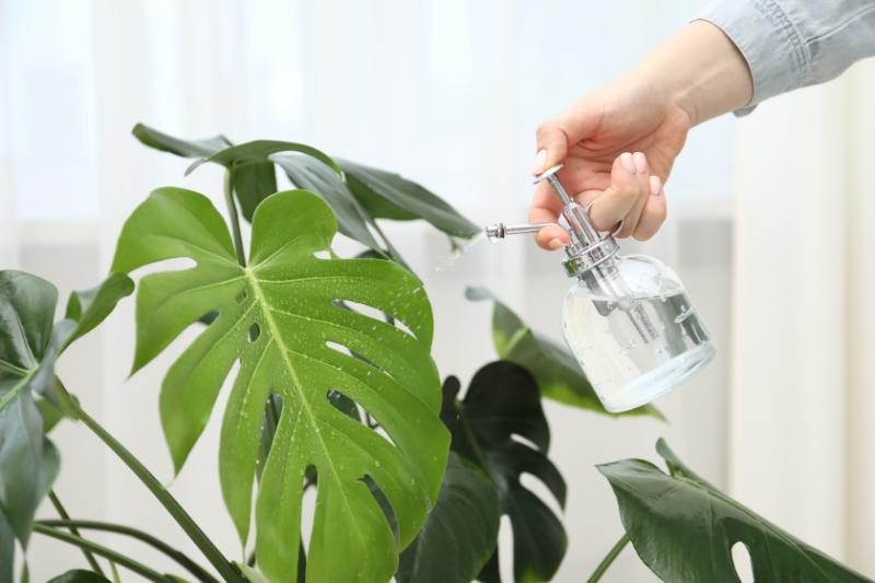 モンステラを贈る際に気をつけたいポイント