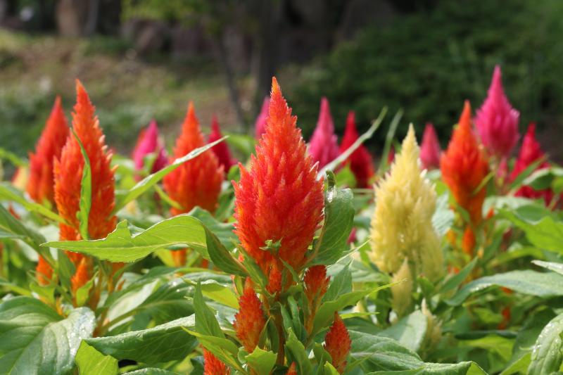 ケイトウ イメージ