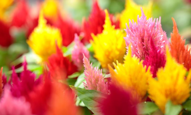 花壇づくりにおすすめなケイトウの品種