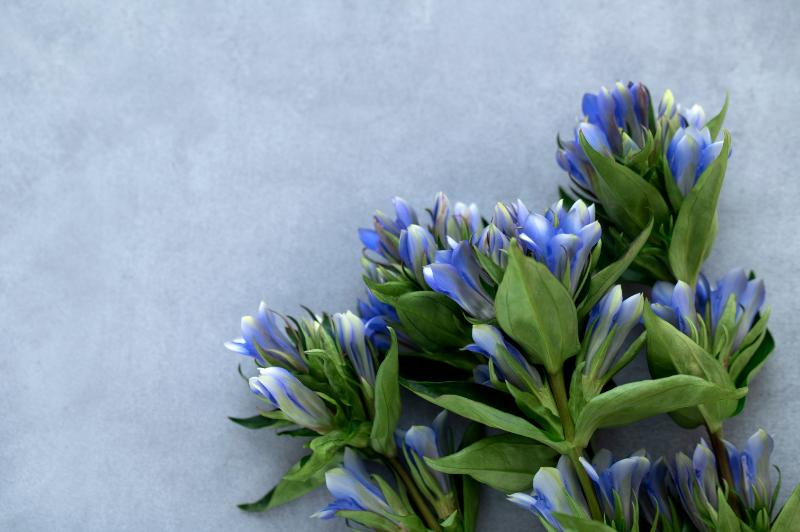 リンドウ 花束 イメージ