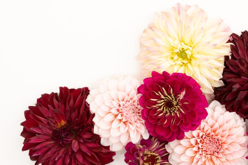 ダリア フラワーアレンジメント イメージ