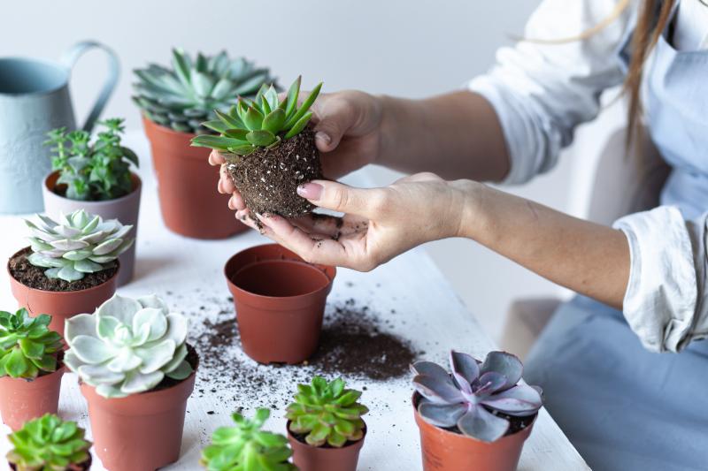 サボテンの植え替えの仕方