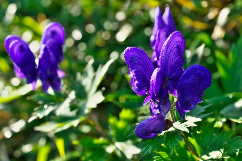 怖い花言葉 イメージ