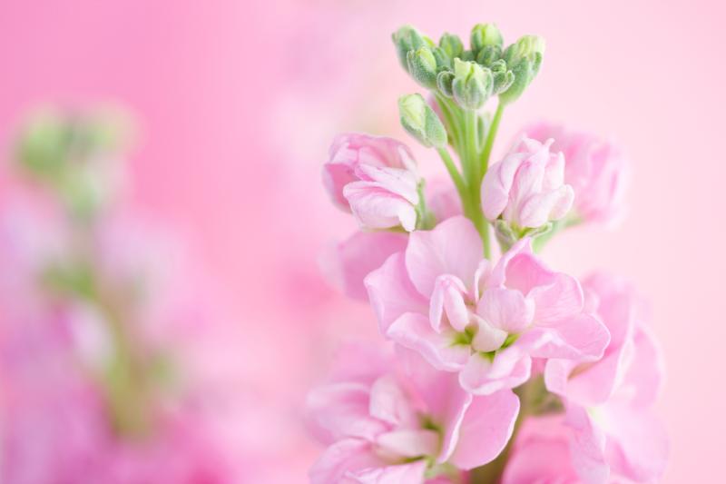 ストック 花 イメージ