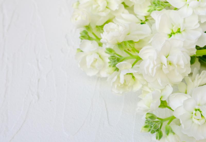 ストックが持つ花言葉