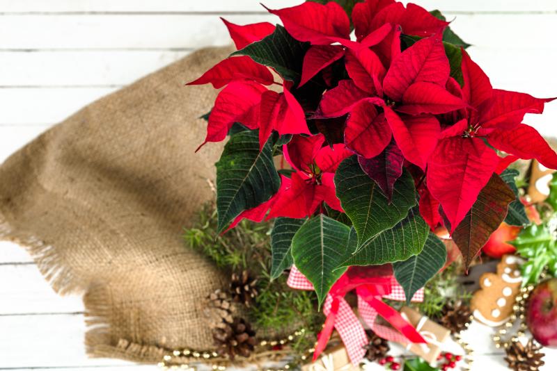 クリスマス アレンジメント イメージ