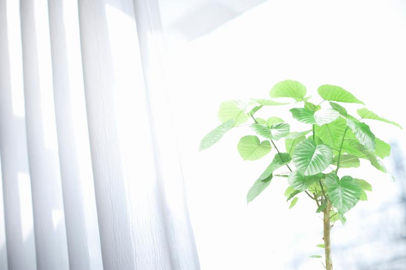 ウンベラータ イメージ