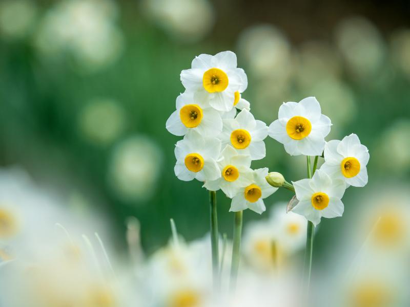 スイセン 季節 イメージ
