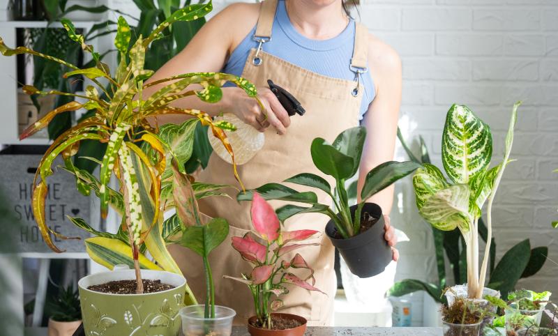 珍しい観葉植物は育てにくい？