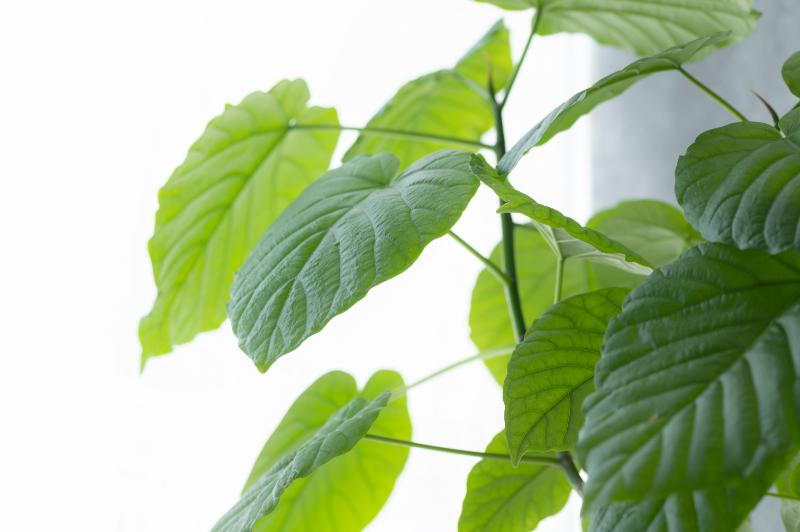 葉の状態からわかる水やりサイン