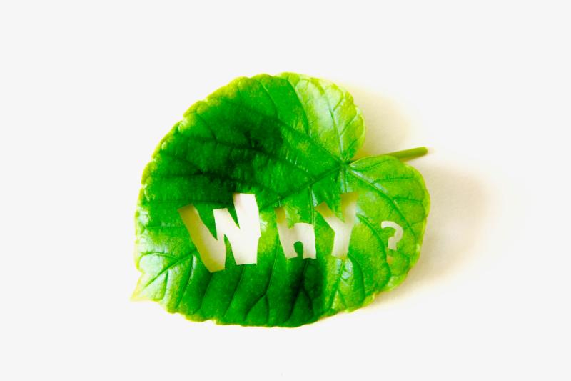 水やりを見直しても改善しない場合の植え替え判断