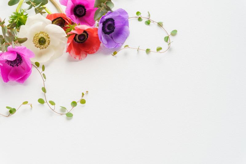 フラワーギフトでアネモネを選ぶ際のポイント