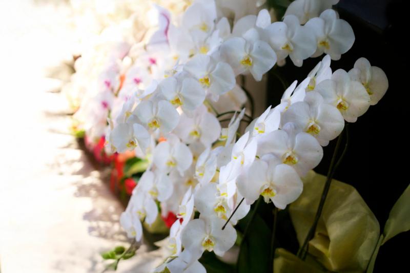 株主総会で贈るお花の定番は「胡蝶蘭」