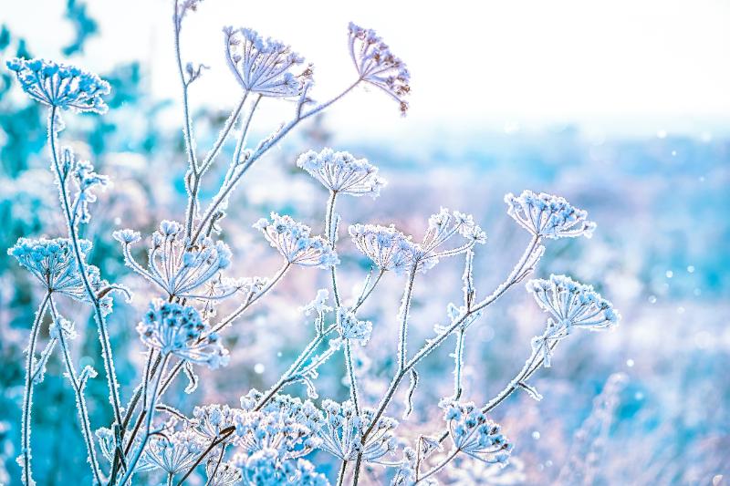 冬から春 花 イメージ
