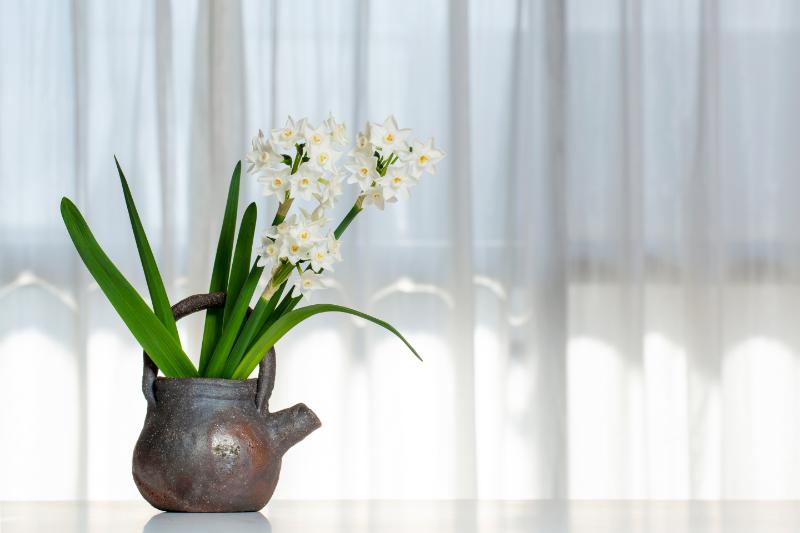 冬から春に咲く花の楽しみ方