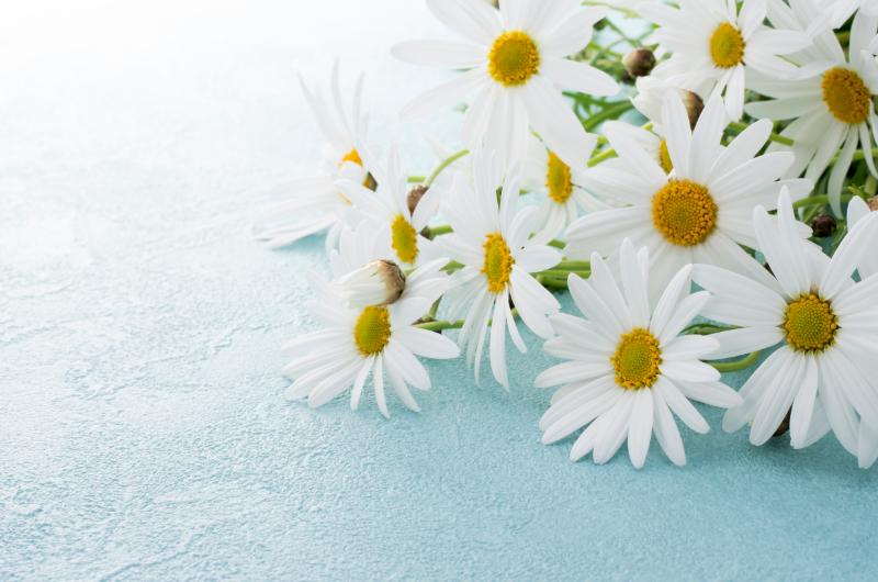 マーガレット イメージ