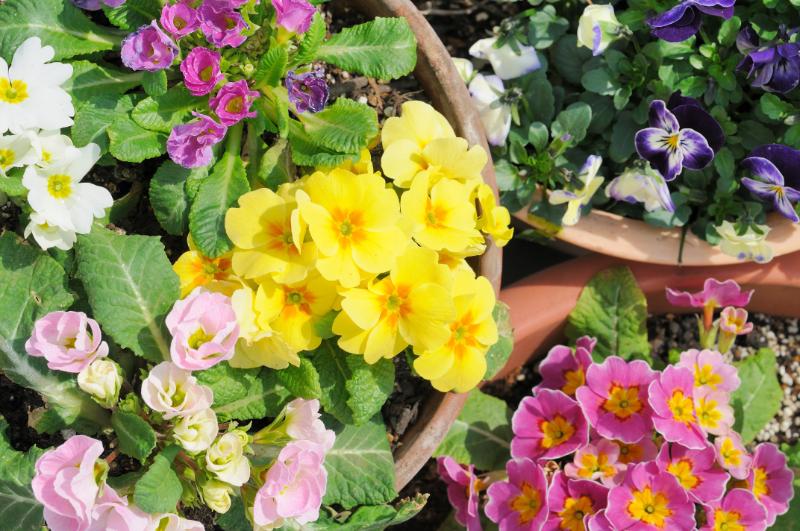 花 鉢植え イメージ